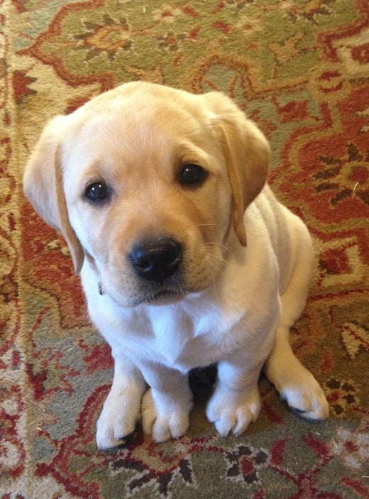How Does a Dog Impact My NH Homeowners Insurance?